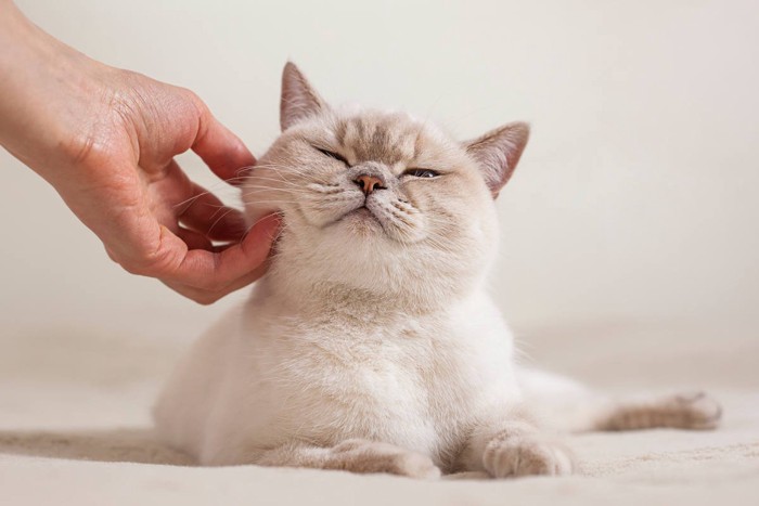 撫でられる猫