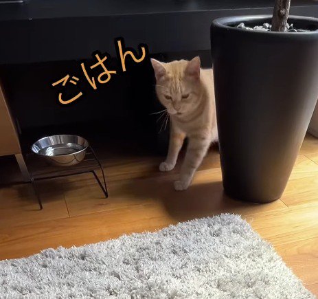 鳴き声をあげながら立ち上がる猫