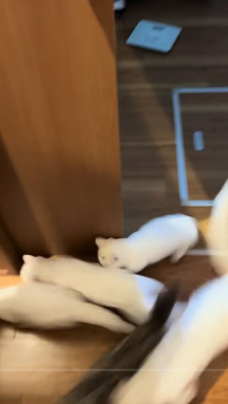 一斉に走り出す6匹の猫