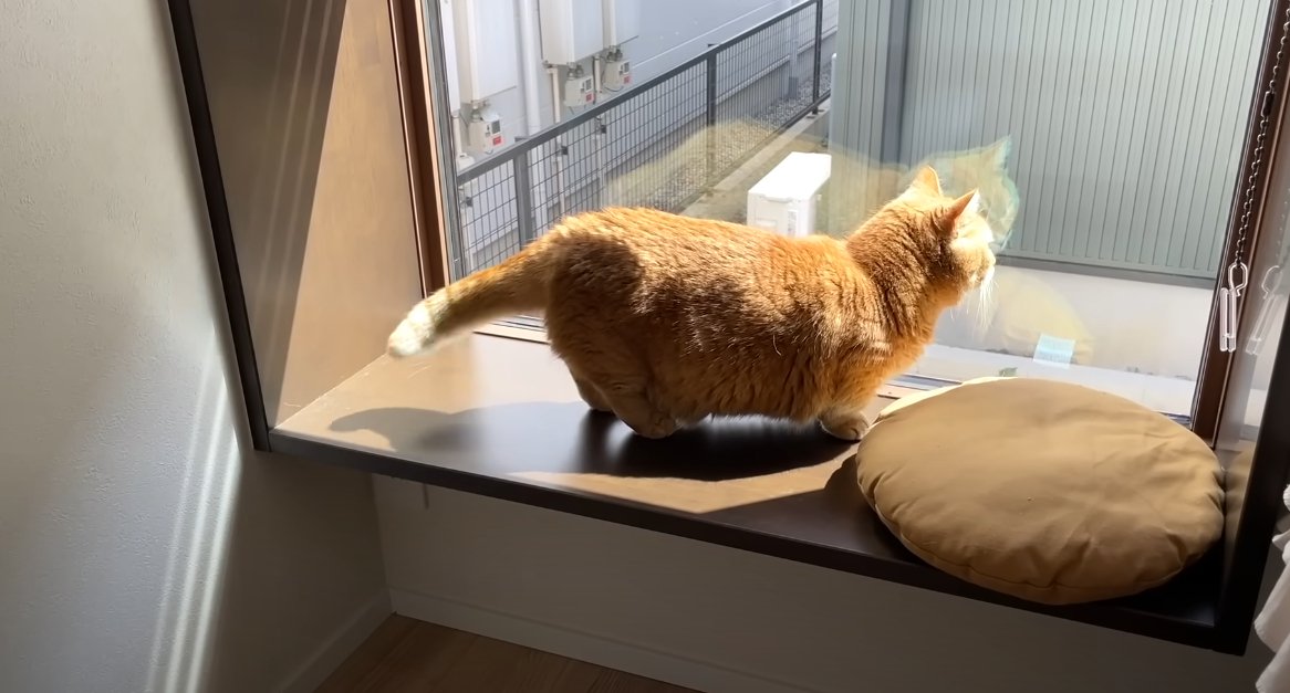 窓際に立って外を見る猫