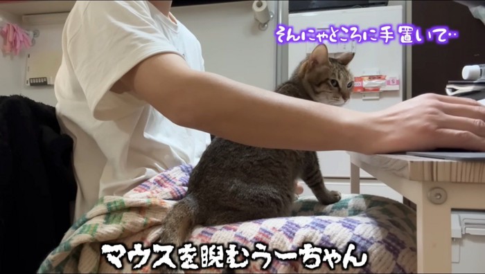 男性が持っているマウスを見つめるキジトラ猫