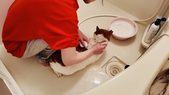 風呂場でママに体を濡らされる茶白猫