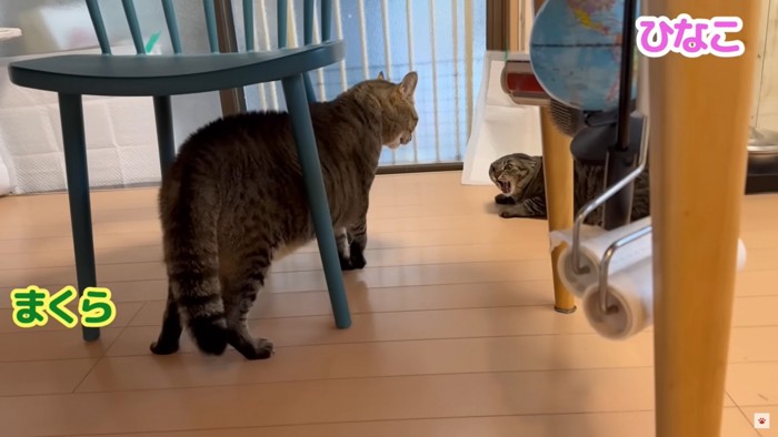 1階を襲撃に来たまくら