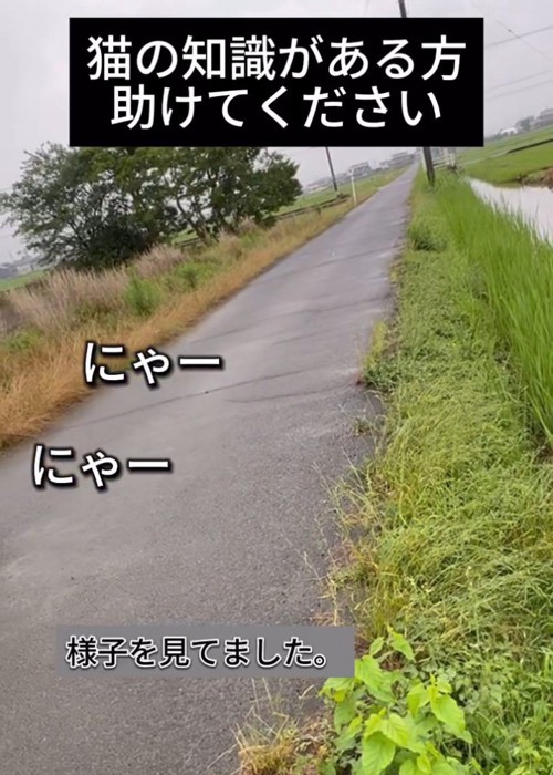 道路と草むら