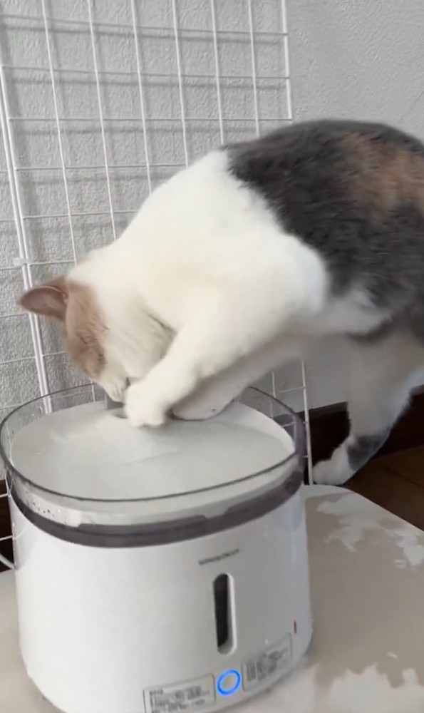 噛みつくるなちゃん