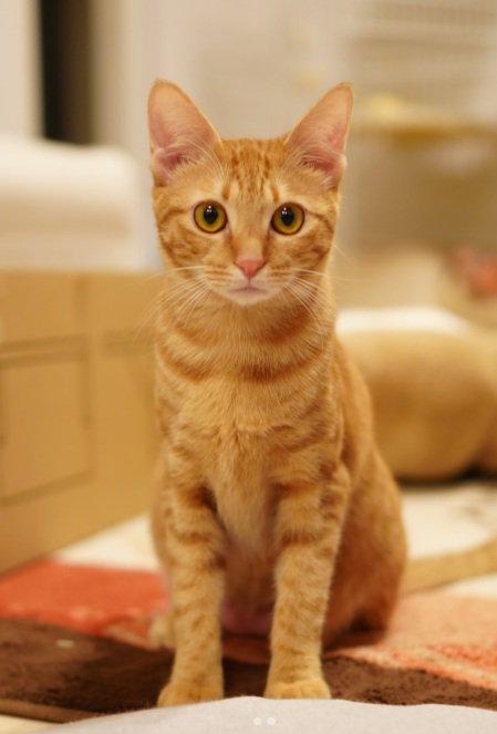 正面を向いて座っている茶トラ猫