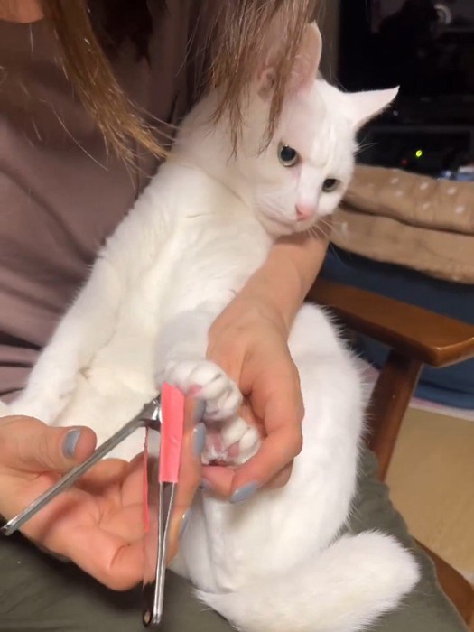 爪切りを拒否する猫