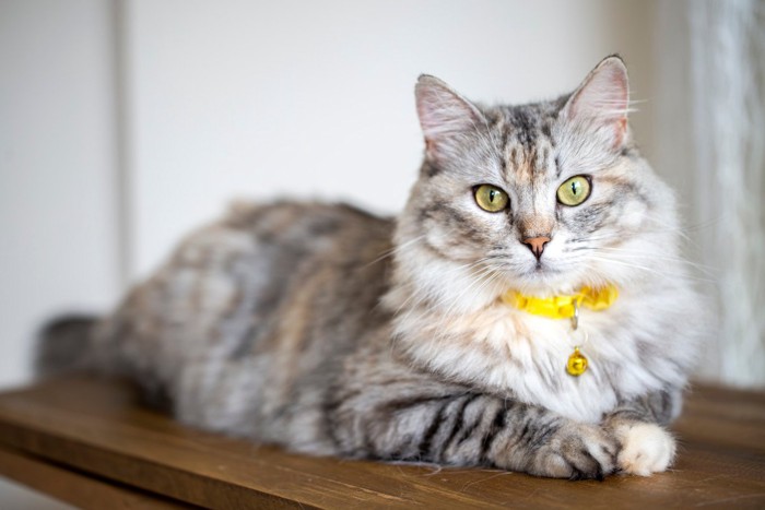 黄色い首輪をつけたノルウェージャンフォレストキャット