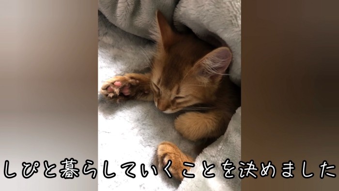 寝ている子猫