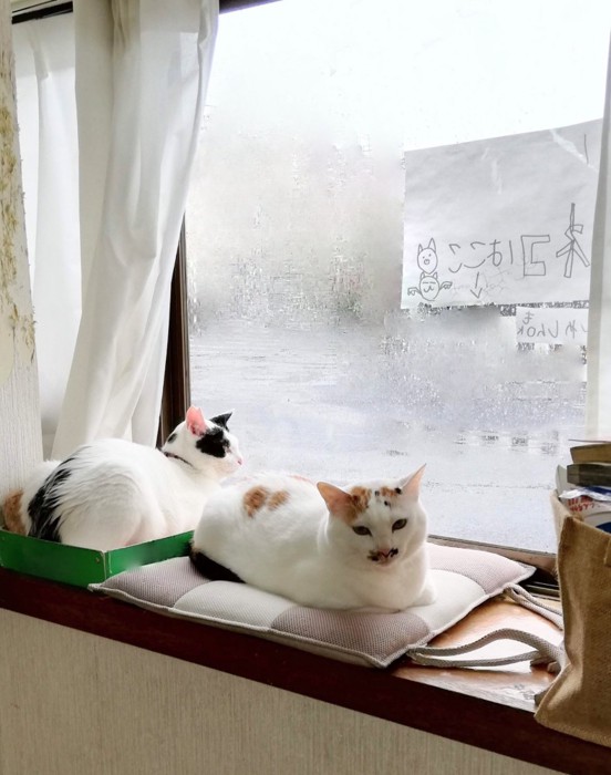 出窓でくつろぐ猫たち