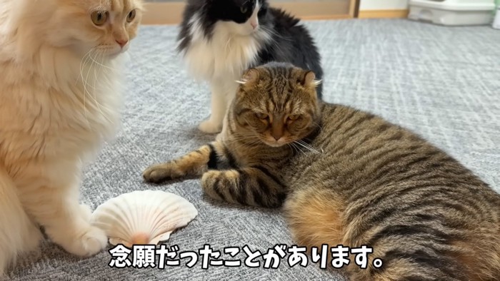 ホタテと猫