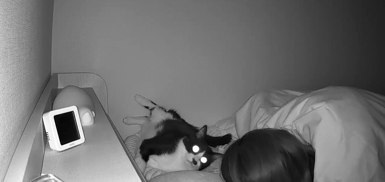 飼い主を見つめる猫