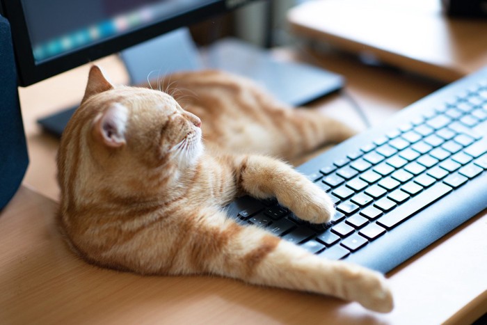 パソコンの前に居座る茶トラ猫