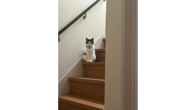 階段にいる猫