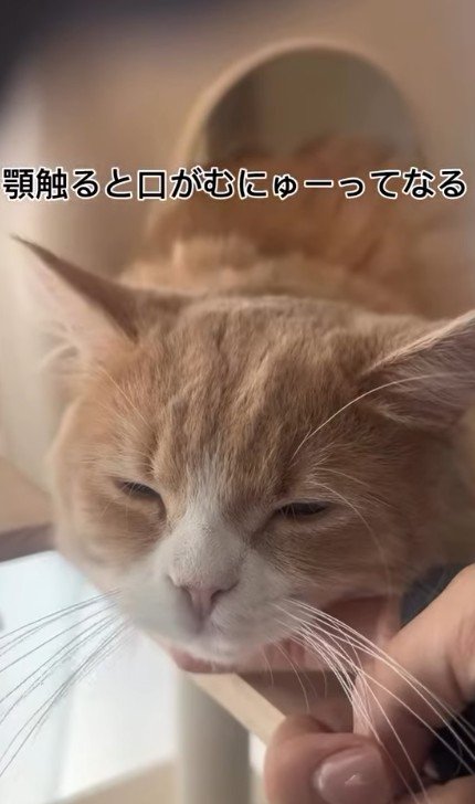 目を細める猫