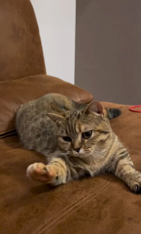 のびをするマンチカン