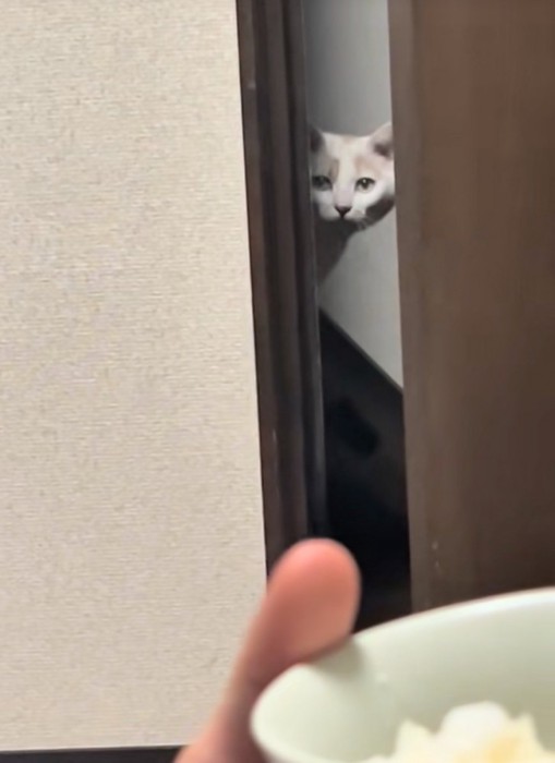 ドアの隙間から監視する猫