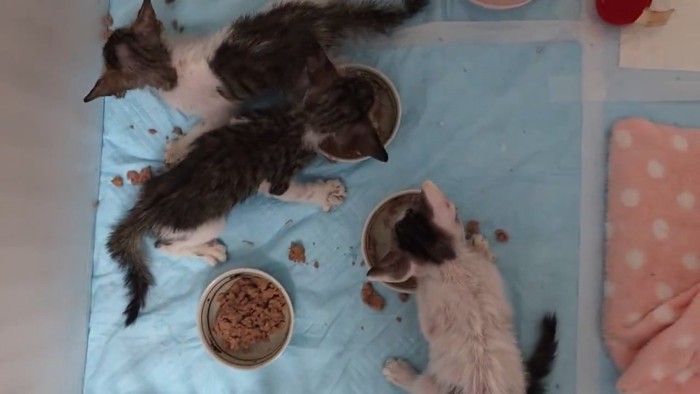 ごはんを散らかして食べる子猫たち