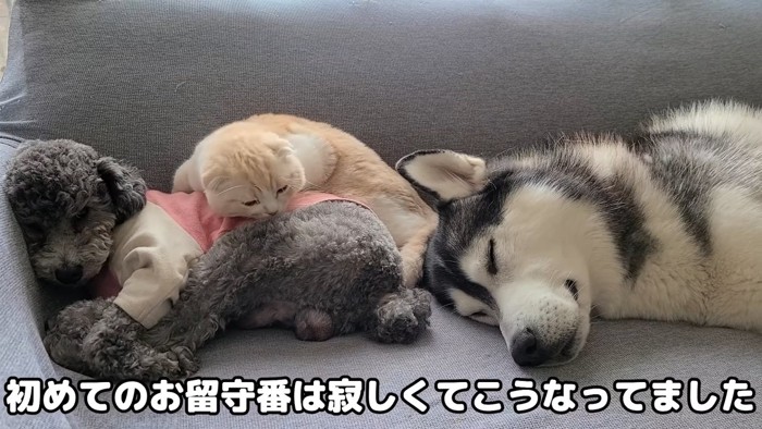 くっついて寝る2匹の犬と猫