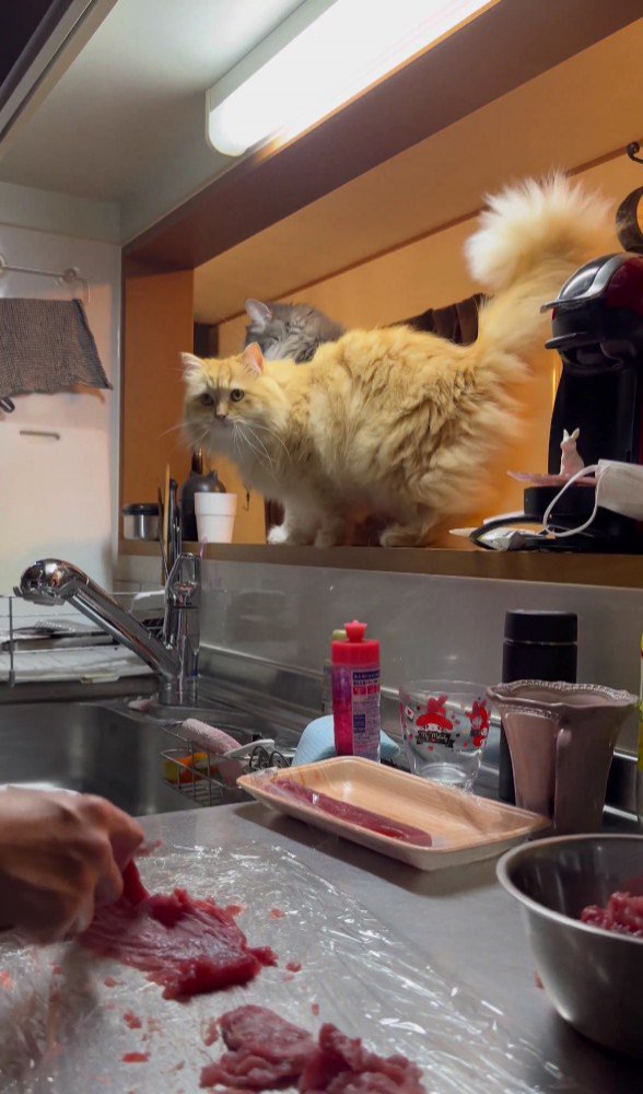 キッチンを見ている猫