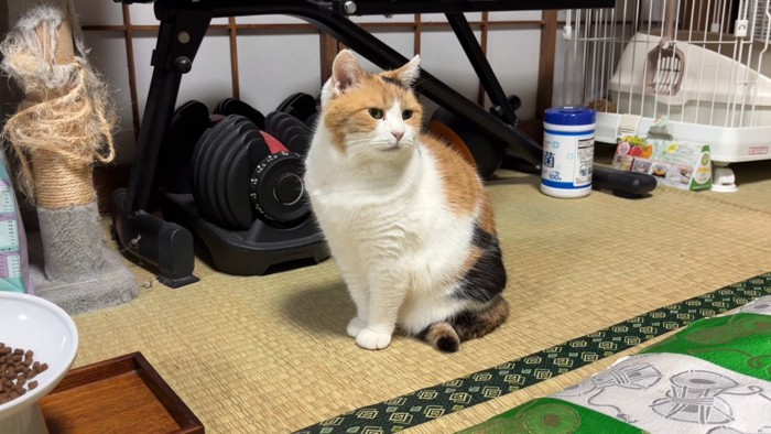 横を向く猫