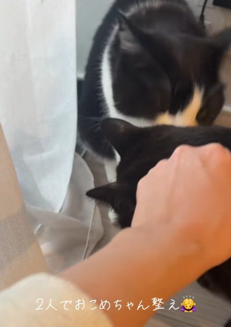 ハチワレ猫と人間になでられている黒猫