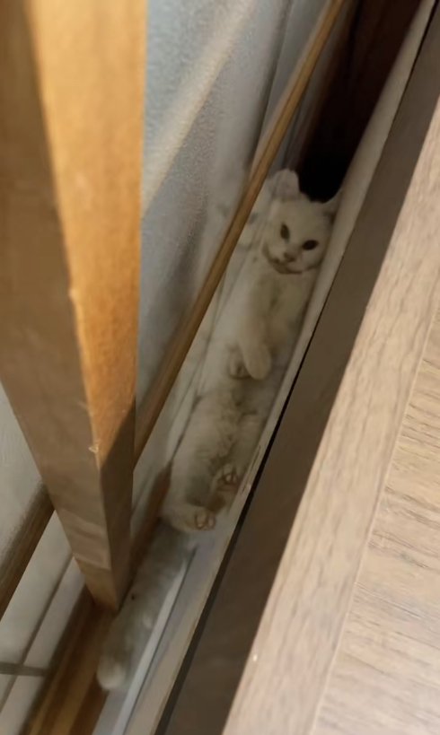 ドアとベッドの隙間に挟まっている猫（正面ややヒキ）