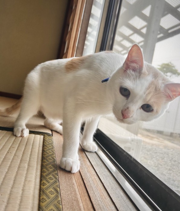 和室を歩く猫