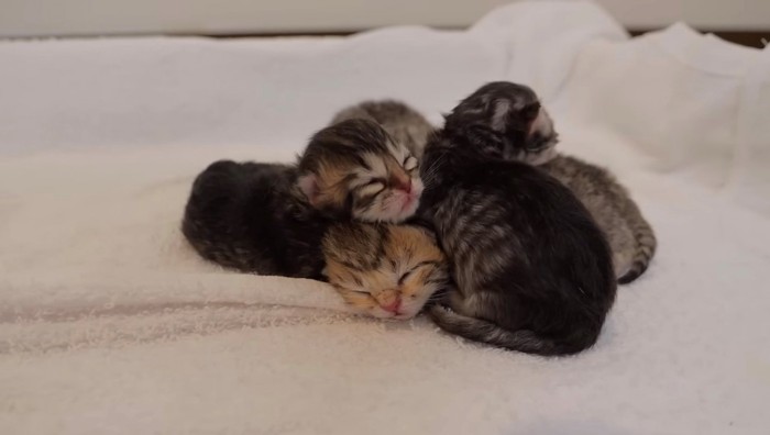 測定後も重なって寝る4匹の子猫