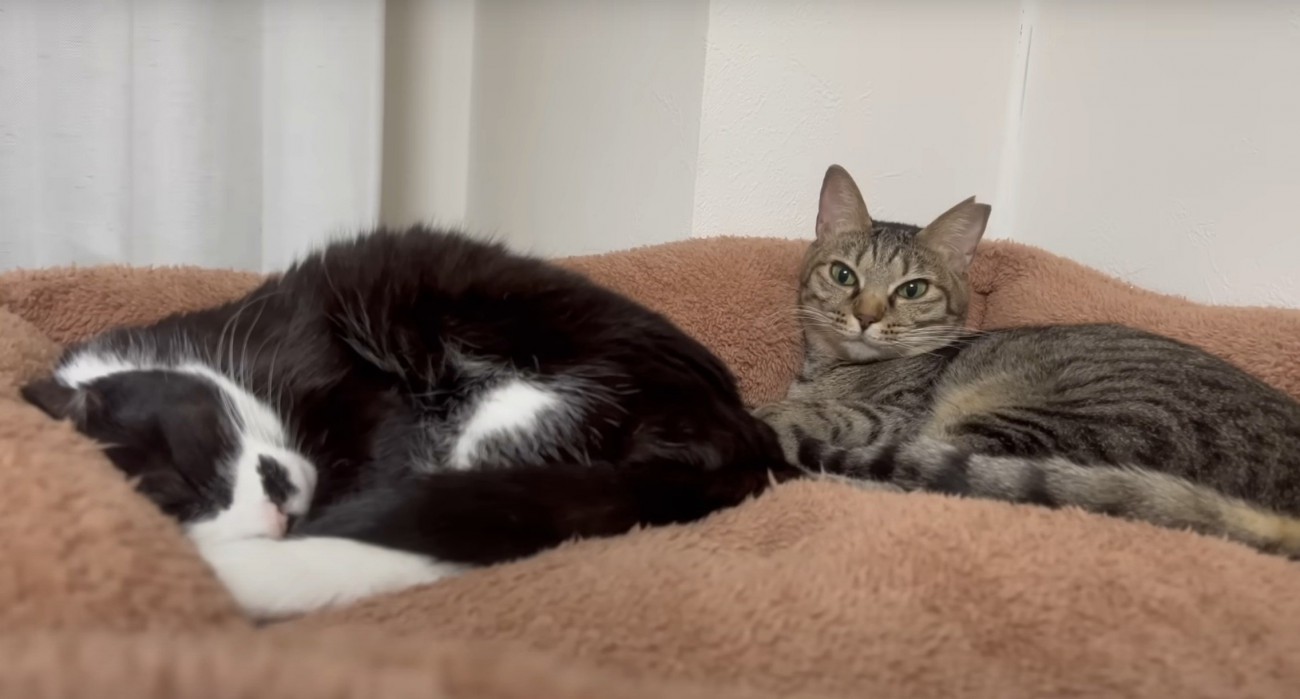ベッドにいる2匹の猫