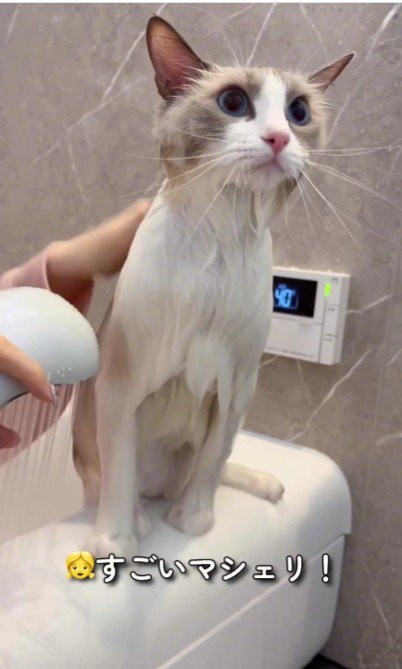 頭が濡れている猫