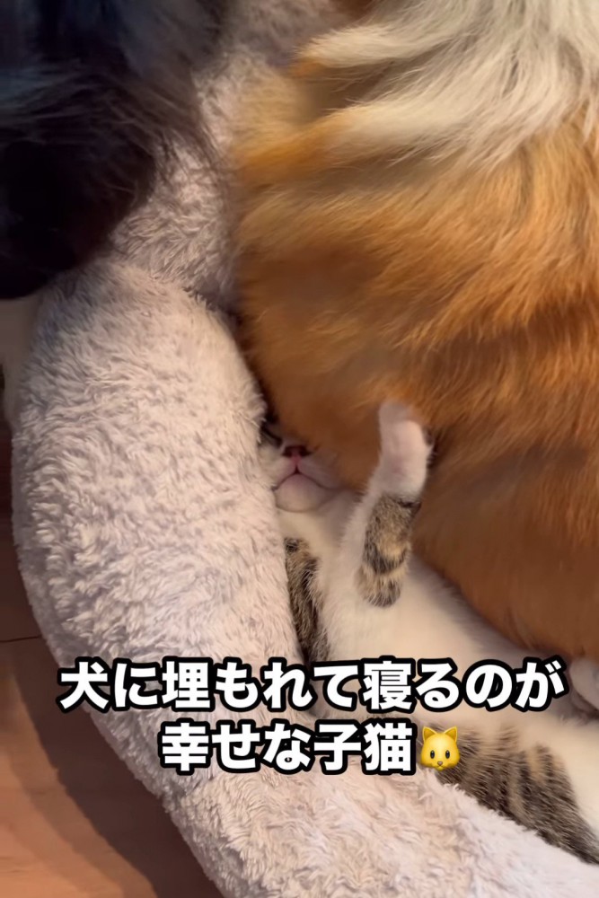 犬につぶされそうな子猫