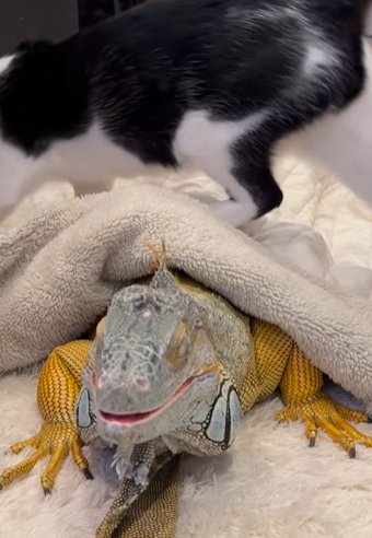 イグアナの上を跨いでいく猫