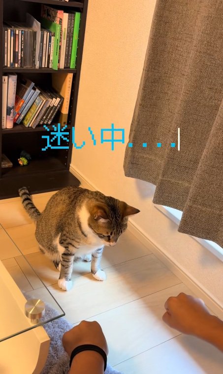 飼い主の右手と左手のこぶしを見比べて迷う猫