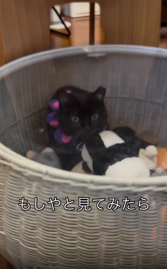 ぬいぐるみ入れに入った猫