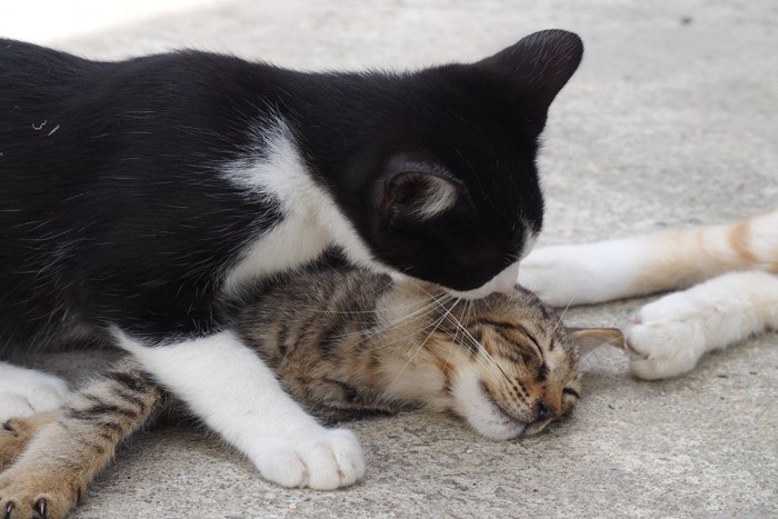 じゃれ合う猫