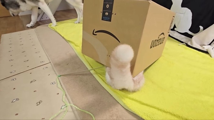 箱からお尻と尻尾