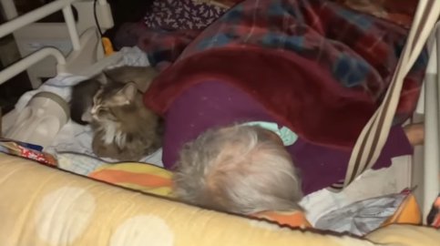 ベッドで眠るおばあちゃんの背中に寄り添う猫