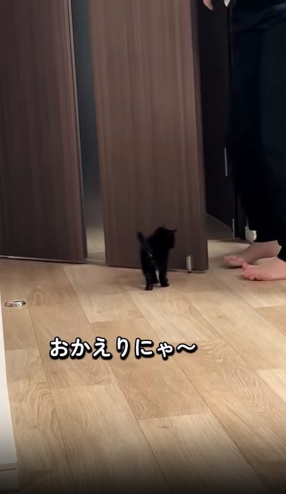 家族を出迎える子猫