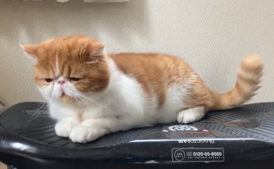 マシンに乗っている猫