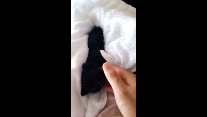パパにタオルドライされる子猫