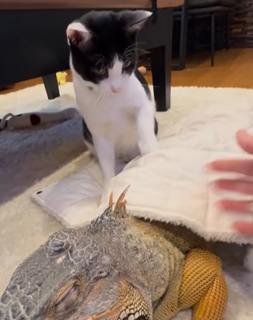イグアナと猫と人の手