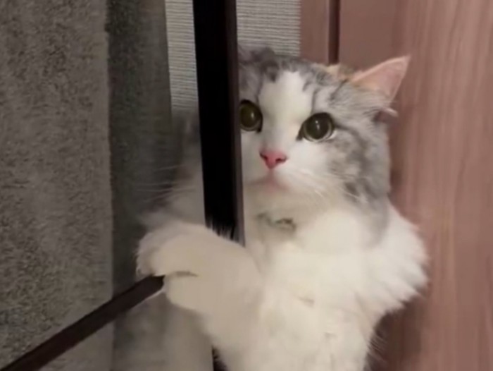目をウルウルさせた猫の顔のアップ