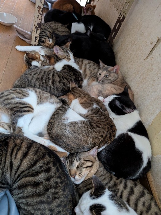 多頭飼いの猫たち