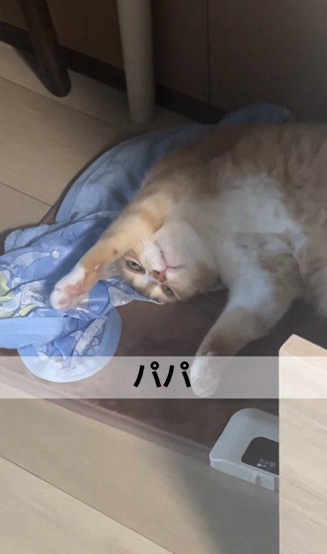 ホットカーペットの上でひっくり返ってカメラを見上げている猫