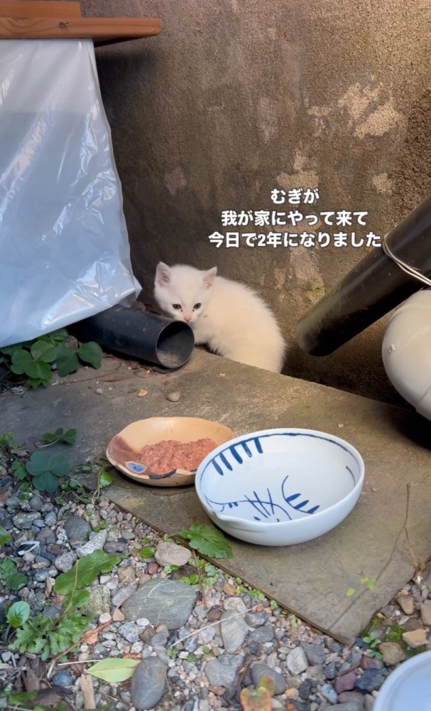 裏庭にやってきた子猫
