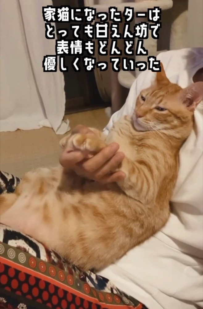 人の体の上に乗る猫