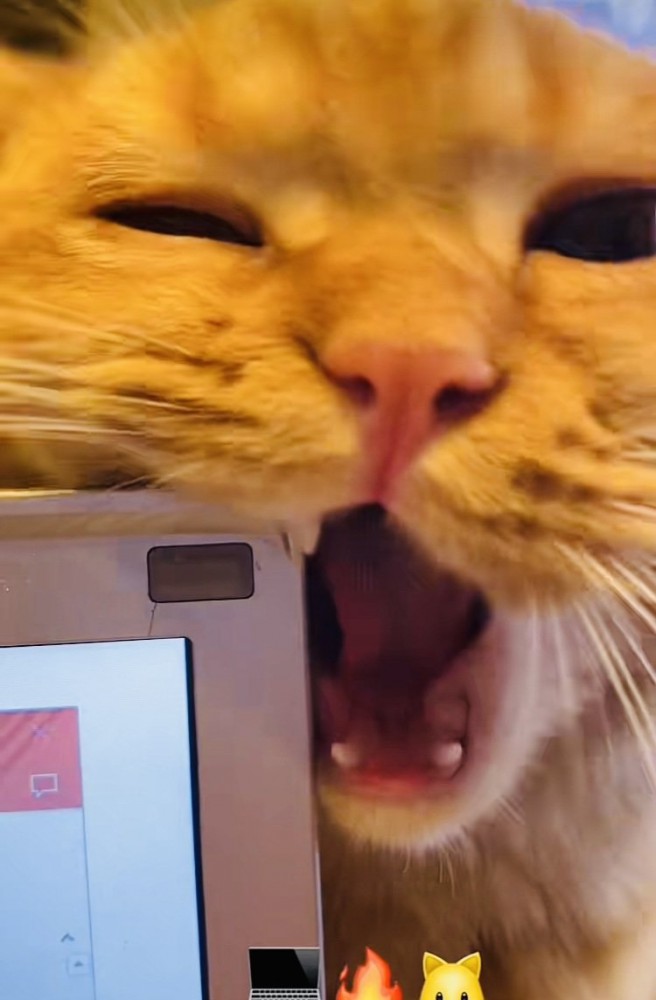 ノートパソコンを齧るミックス猫