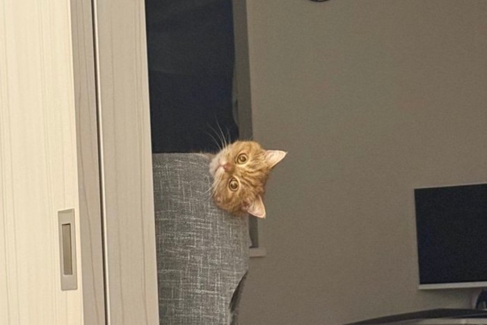 ジーっと見つめるにゃむちゃん