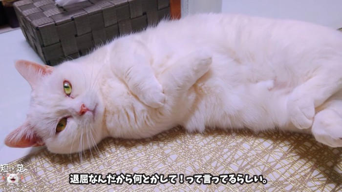 ヘソ天の猫